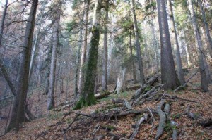 padure-virgina-hotnews